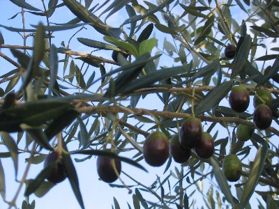 Raccolta delle olive